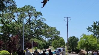 Update: Crews tranquilize, relocate bear safely back into the wild
