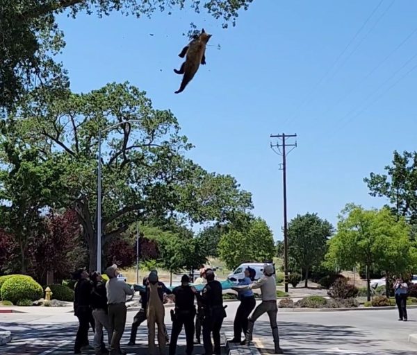 Update: Crews tranquilize, relocate bear safely back into the wild.