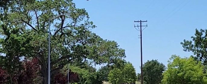 Update: Crews tranquilize, relocate bear safely back into the wild