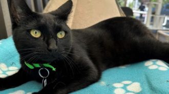 Adoptable Pet of the Week: Cash