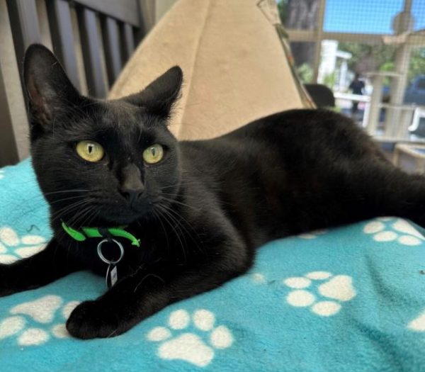 Adoptable Pet of the Week: Cash