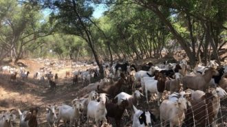 goats grazing