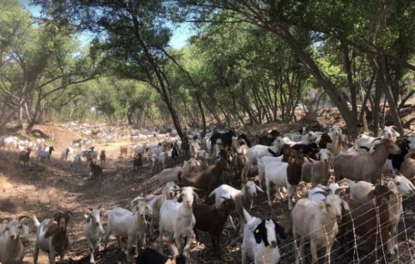 goats grazing