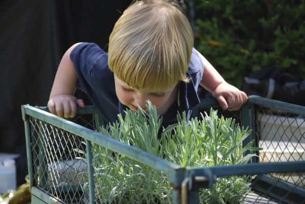 Celebrate nature's finest at Paso Robles' Lavender and Olive Festival