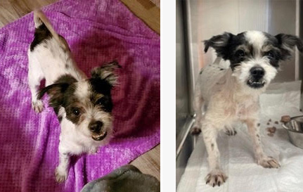 pet of the week huey