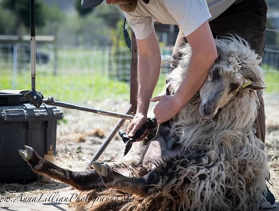 May events in SLO offer fun for all ages