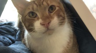 Adoptable Pet of the Week: Simeon