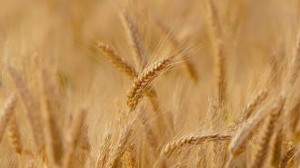 Elementary school invites community to participate in farm-to-school program