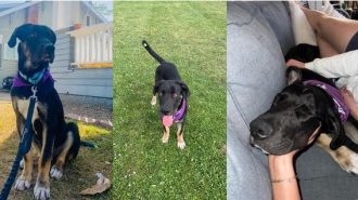 adoptable pet of the week finn