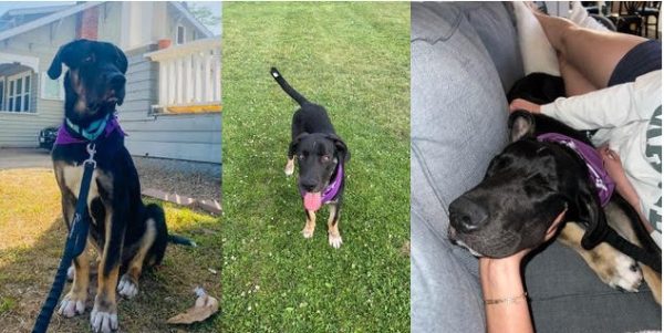 Adoptable Pet of the Week: Finn
