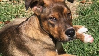 Hans adoptable pet