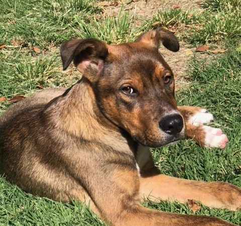 Hans adoptable pet