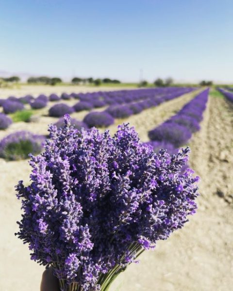 Lavender fields in full bloom