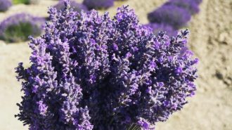 Lavender fields in full bloom