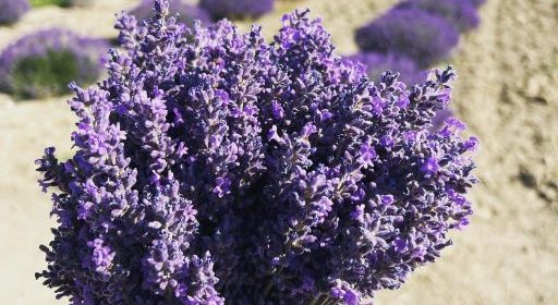 Lavender fields in full bloom