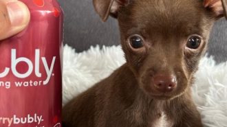 North County dog rescue saves over 60 dogs in its first year