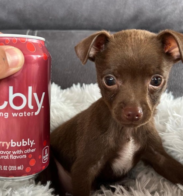 North County dog rescue saves over 60 dogs in its first year