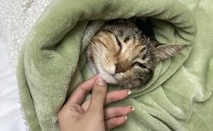 Cal Poly Cat Program seeking summer volunteers