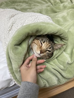 Cal Poly Cat Program seeking summer volunteers