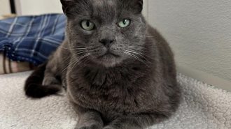 Adoptable Pet of the Week: Eastwood