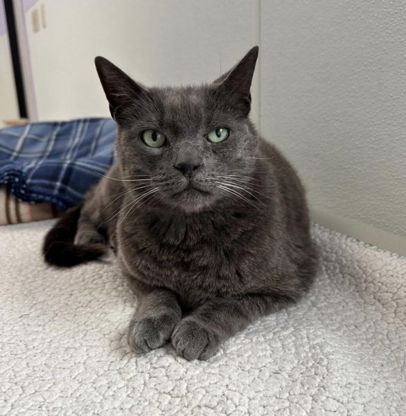 Eastwood pet of the week