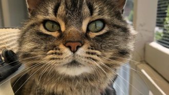 Adoptable Pet of the Week: Esme