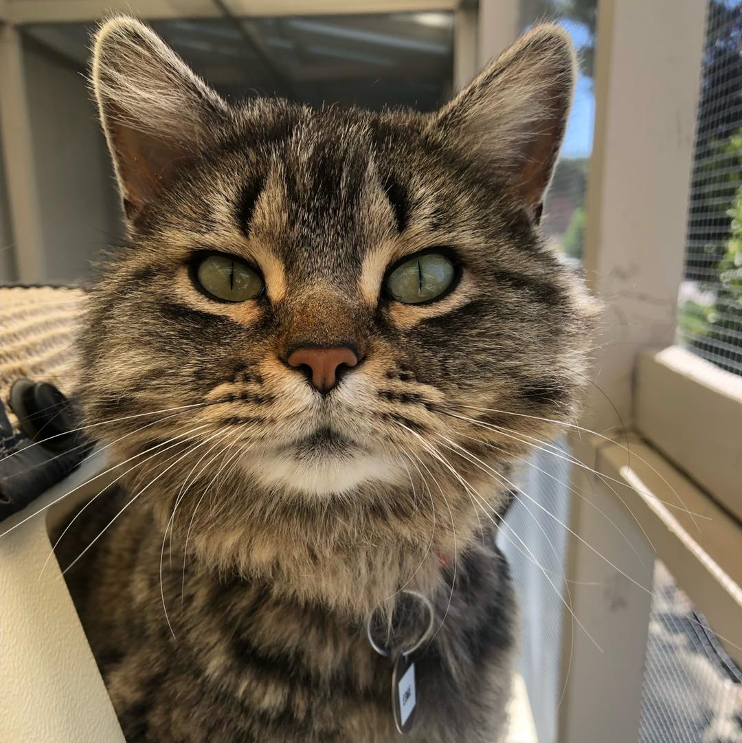 Adoptable Pet of the Week: Esme