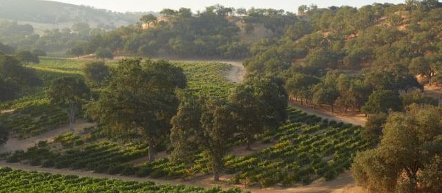 paso robles wine country