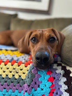 adoptable pet of the week
