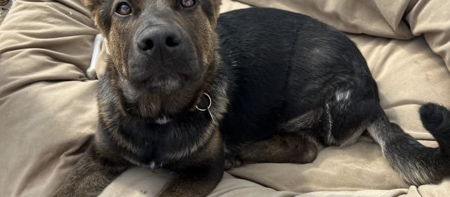 Adoptable Pet of the Week: Lily