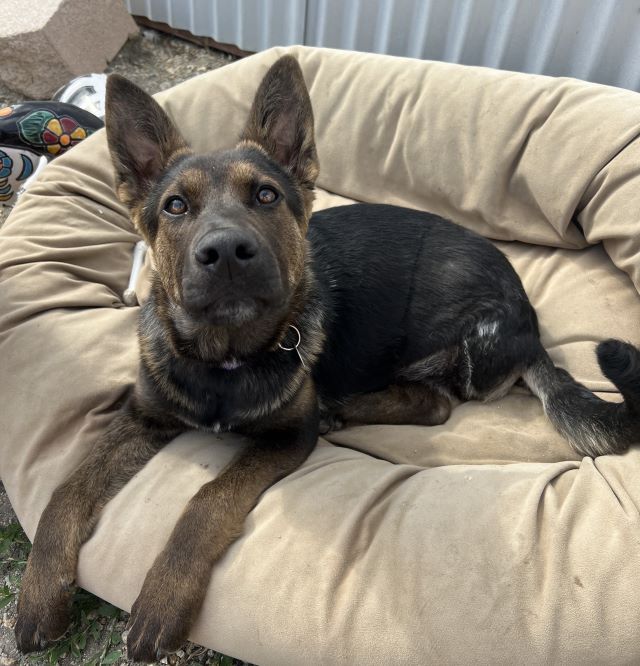 Adoptable Pet of the Week: Lily