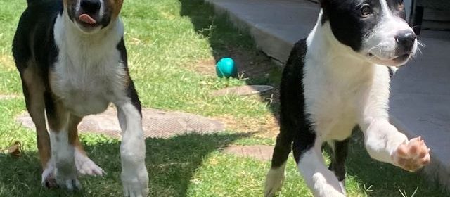 Adoptable Pets of the Week: Parsley and Basil