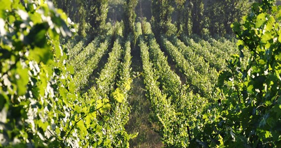 Riboli family vineyard