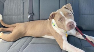 Adoptable Pet of the Week: Toby