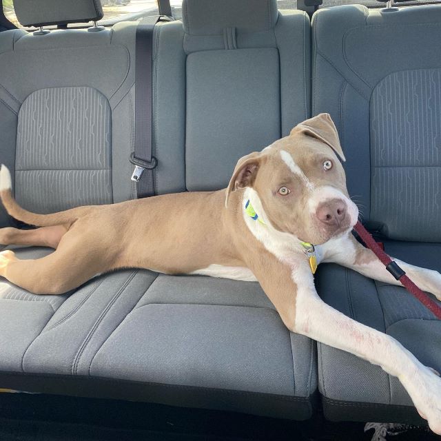 Adoptable Pet of the Week: Toby