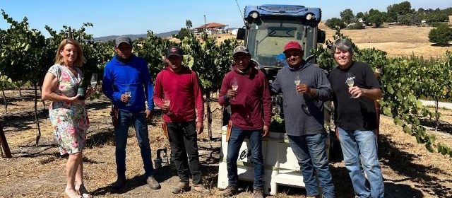 Harvest of sparkling wine grapes begins in Paso Robles