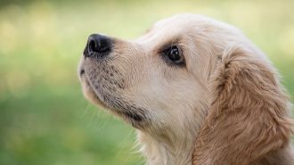 Woods Humane shares hot weather safety tips for dog owners