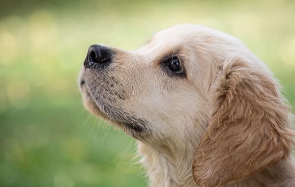 Woods Humane shares hot weather safety tips for dog owners