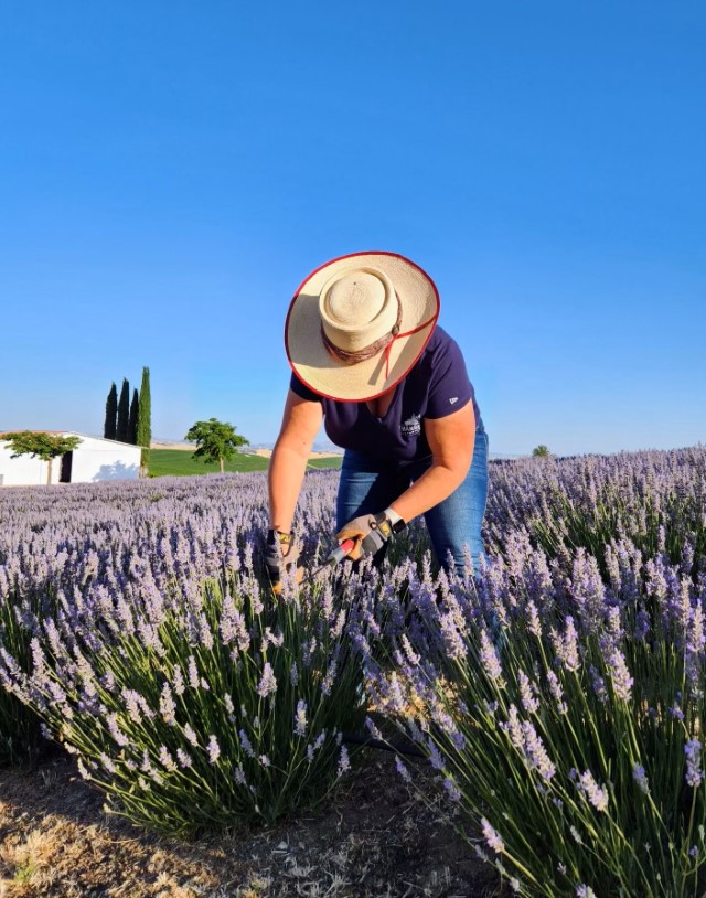 Lavender harvest season ends, new product releases begin at Hambly Farms