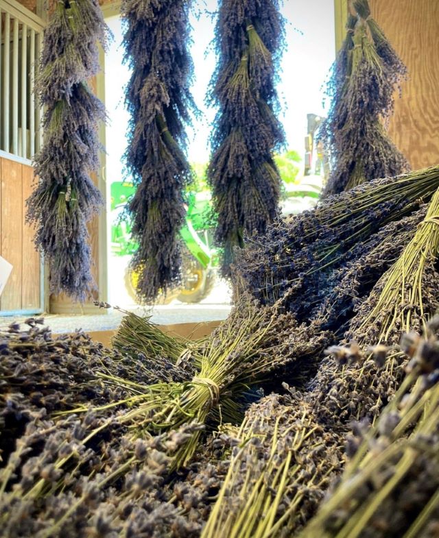 Lavender harvest season ends, new product releases begin at Hambly Farms