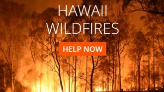 Local moving company hosting donation drive for Maui wildfire survivors