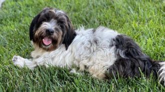 Adoptable Pet of the Week: Duo