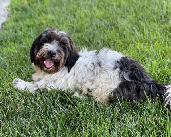 Adoptable Pet of the Week: Duo