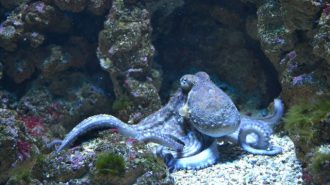 octopus stock img
