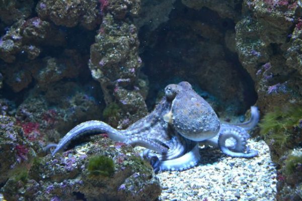 octopus stock img