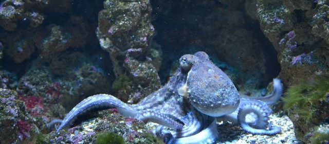 octopus stock img