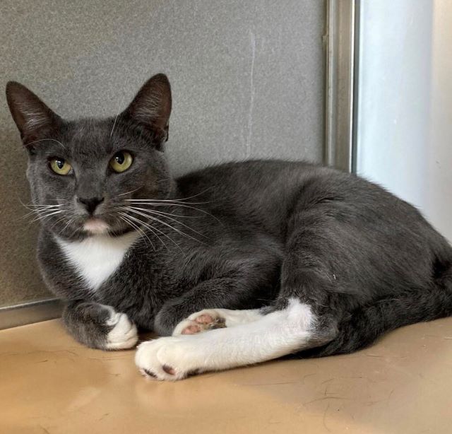 Adoptable Pet of the Week: O'Malley