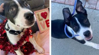 Adoptable Pet of the Week: Parsley
