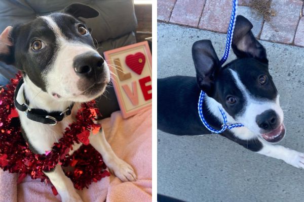 Adoptable Pet of the Week: Parsley