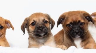Woods Humane Society announces $10,000 donation match challenge